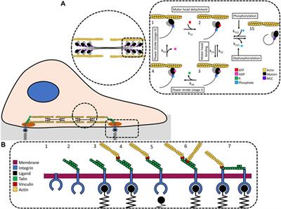 Chemo-Mechanical Factors That Limit Cellular Force Generation